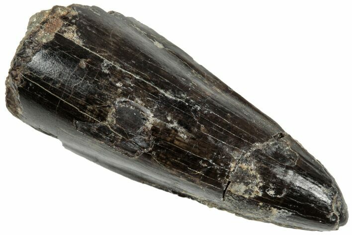 Rare, Cretaceous Crocodile (Goniopholis) Tooth - England #316995